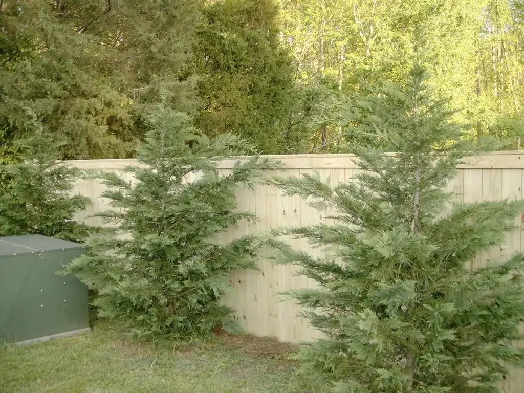 Solid wood privacy fence installed for residential home in Rock Hill, SC